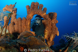 Brown Tune Sponge & Diver
Nikon D80, 15mm lens and two i... by Pedro Padilla 